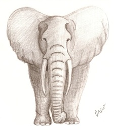elephant sketch pencil