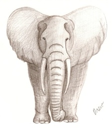 elephant sketch