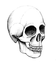 skull sketch pencil