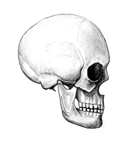 skull profile sketch